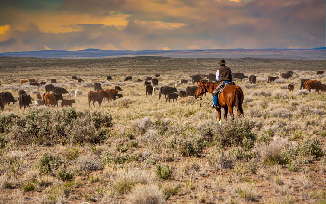 Cheatgrass and Cattle