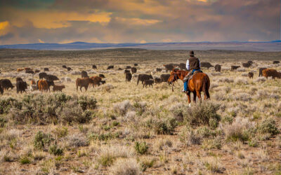 Cheatgrass and Cattle
