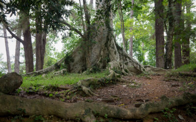 Intact Old-Growth Forests Show Climate Resilience
