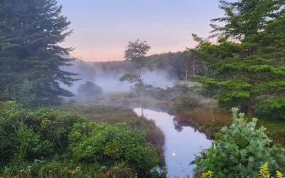 Allegheny National Forest