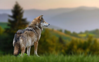 Wolves and Forest Health