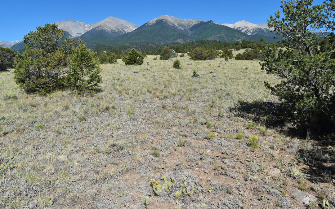 Piñon-Juniper Forests