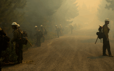 A Tumultuous Nine Months at the Forest Service