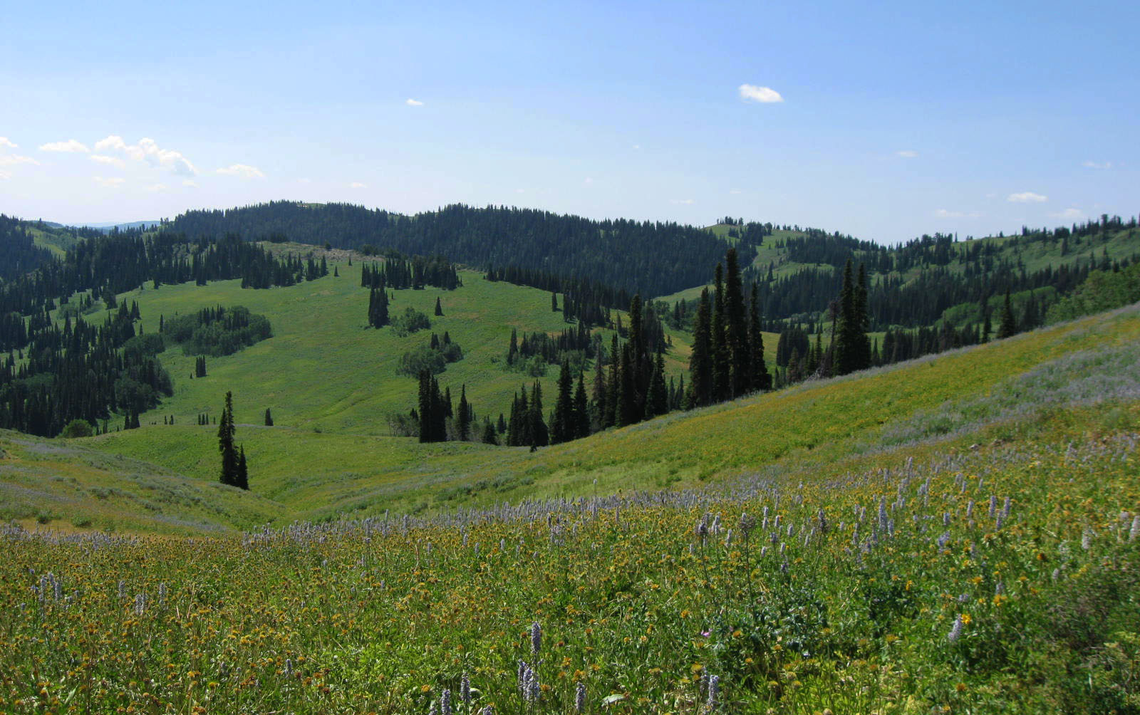 Former Forest Service Chiefs Attest: Americans Want Their National Forests Kept Intact