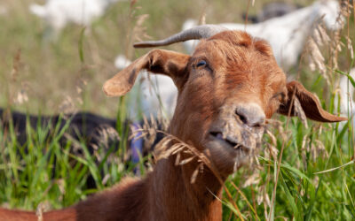 Pasadena Deploys Wildfire Mitigation Goats