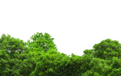 Can Green Firebreaks Protect Homes From Wildfire?