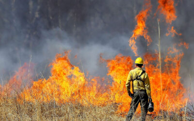 More Prescribed Fire in Sequoia, Sierra National Forests