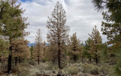 Beetle-Kill Trees and Wildfire