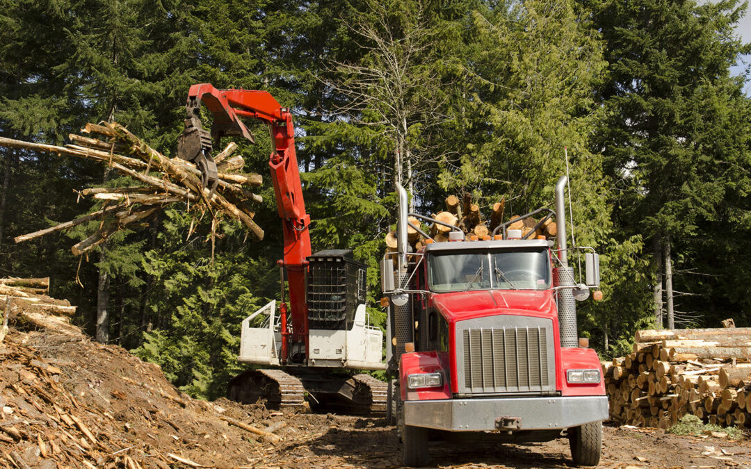 Speak up Now — the 2026 Farm Bill has Been Weaponized Against our Forests