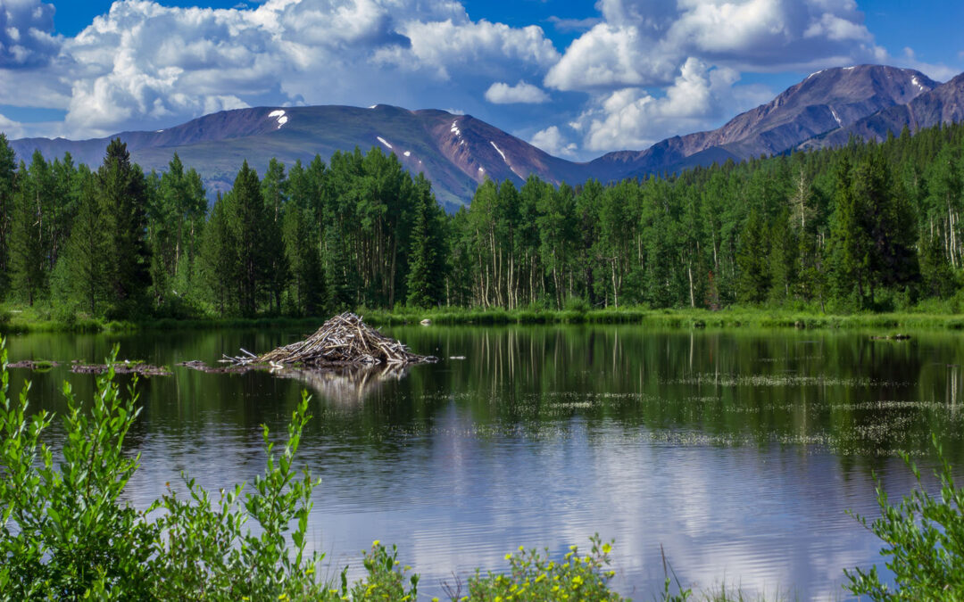 Beavers Benefit Bats and Butterflies