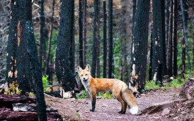 Study Reveals ‘Substantial, Persistent Fire Deficit’
