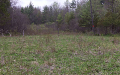 Debunking Early-Successional Habitat Myths