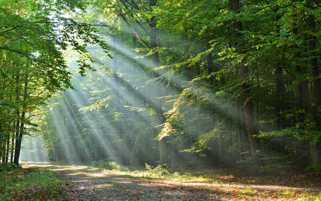 Canadian Town Grants Legal Rights to Trees