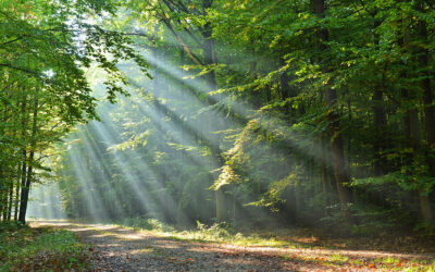 Canadian Town Grants Legal Rights to Trees