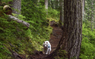 Olympic National Forest