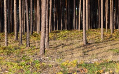 FSEEE cited in Report on Wildfire Management Strategies
