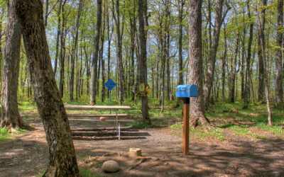 Michigan Conservation Easement Supports Old Growth